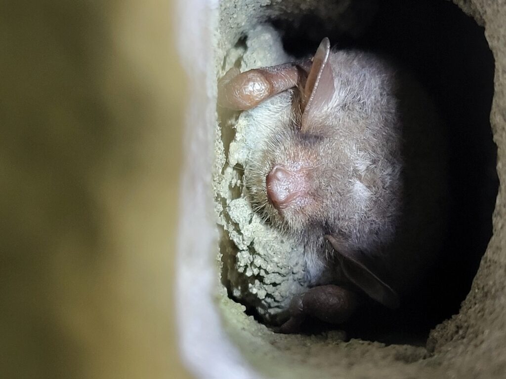 Meervleermuis in holte