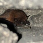 gewone dwergvleermuis in spouwmuur