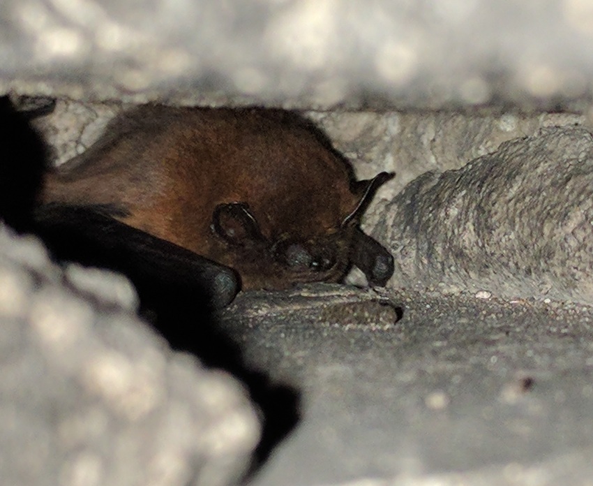 gewone dwergvleermuis in spouwmuur