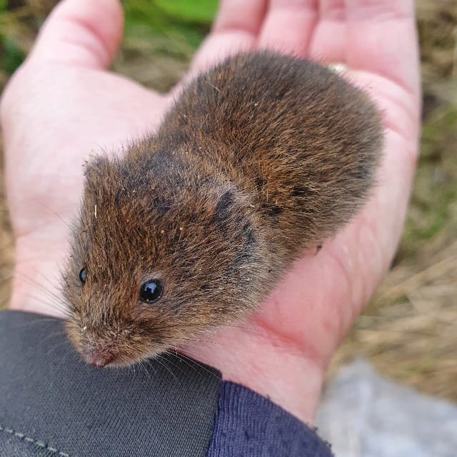 noordse woelmuis tijdens muizenonderzoek door ecoloog Koen van Veen