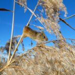 Dwergmuis gevonden in Kinderdijk door ecologe Elise Bakker