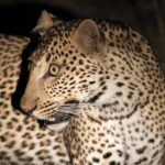 Luipaard tijdens nachtonderzoek in Bouba Ndjida NP in noord Kameroen door Elise Bakker ecologe