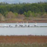 Kroeskoppelikanen in Albanië