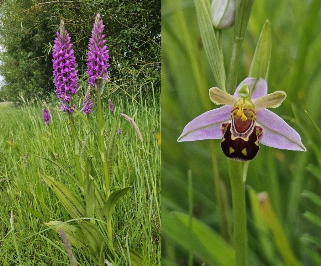 groeiplaatsenrietorchis - bijenorchis gevonden tijdens natuurwaardenonderzoek Ecoresult provincie Utrecht