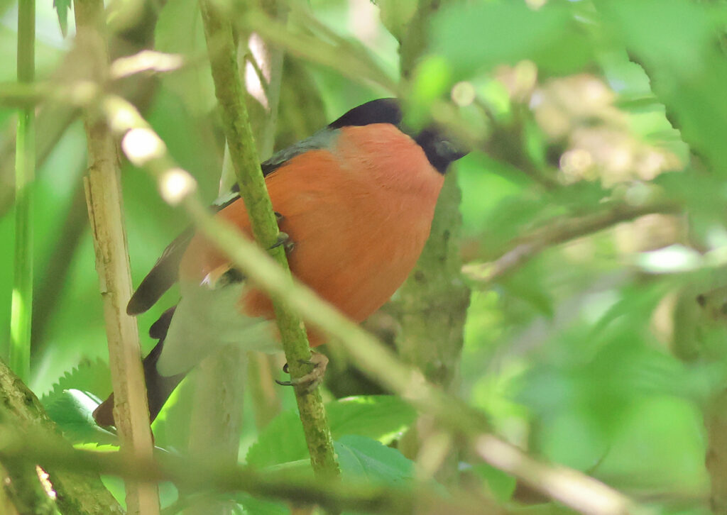 broedgeval goudvink provincie Utrecht natuurwaardenonderzoek Ecoresult