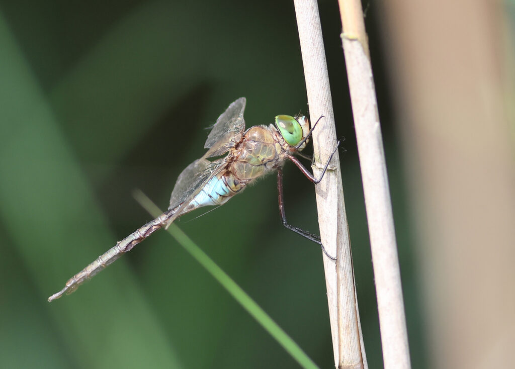 zuidelijke keizer Provincie Utrecht ecologisch adviesbureau Ecoresult