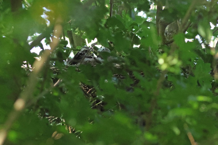 Sperwer op jaarrond beschermd nest met jong
