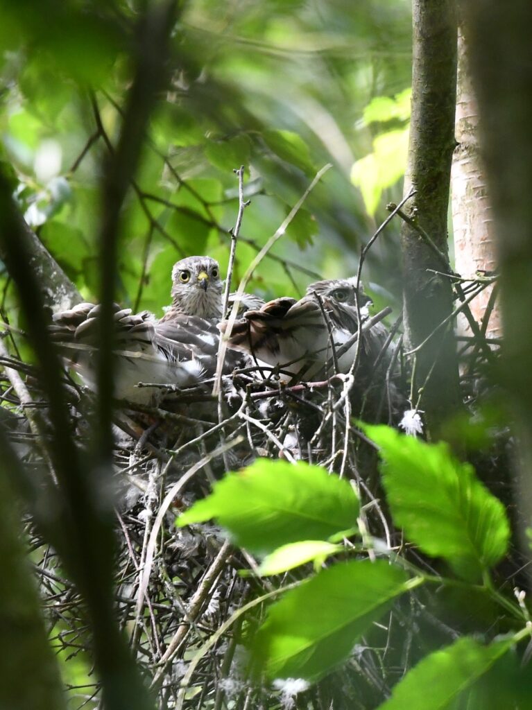 twee jonge sperwers op jaarrond beschermd nest