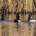 kuifeenden in de Biesbosch