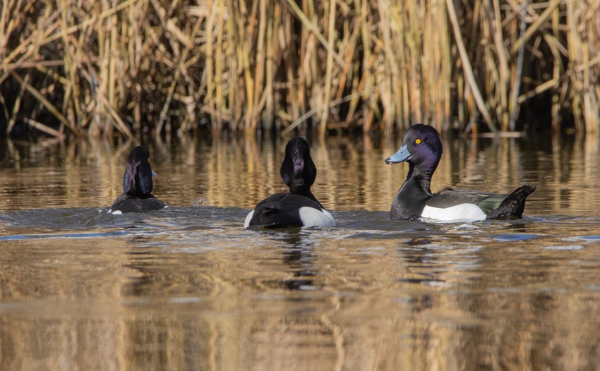 kuifeenden in de Biesbosch